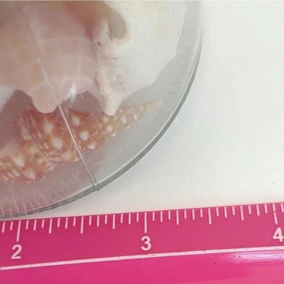 Florida Seashells in Glass Jar with cork Stopper NWOT Handmade Custom Gift - Picture 11 of 16